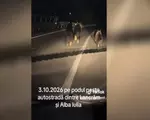 O ursoaică alături de pui, surprinşi pe podul de peste autostrada A10, lângă Sebeş. Fugeau din calea maşinilor
