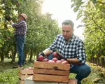 Un nou soi de mere apare în supermarketuri. Un fermier a dat lovitura cu fructul care rezistă la vremea rea