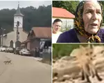 Un sat întreg, la mila vulpilor. Intră în curţi şi nu se mai tem de oameni: "Încontinuu m-am bătut cu ea"