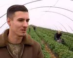 Fructele de vară care se culeg la final de toamnă în România. Un kilogram costă 40 de lei