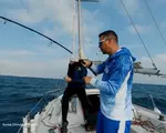 Specia rară, originară din Pacific, care a ajuns în apele litoralului românesc. Un kilogram costă 63 de lei