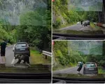 "Chiar și ursul e confuz". Cu ochii în telefon, un turist a fost la un pas să fie mușcat pe Transfăgărășan