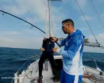 Specia rară, originară din Pacific, care a ajuns în apele litoralului românesc. Un kilogram costă 63 de lei