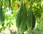 Leguma exotică, benefică pentru diabetici, cu care un român a dat lovitura. Se vinde cu 45 de lei/kg