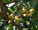Planta exotică din Dăbuleni cu care fermierii vor să dea lovitura. E prima recoltă din istorie