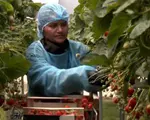 Locul din România unde căpşunile se culeg 9 luni pe an. Investiţie de 3 milioane €