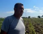 Leguma care a ajuns simbolul risipei în România. Fermierii o aruncă pe câmp, magazinele vând din import