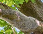 Ţara care se confruntă cu o invazie de insecte veninoase. O singură înţepătură poate induce şoc anafilactic