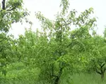 Fructele românești care dispar de pe tarabe. Este al doilea an consecutiv