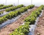 Fermierul care a dat lovitura cu un fruct unic în România. Se vinde cu 30$ bucata în ţara de origine