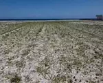 Stațiunea de lux de pe litoral unde iarba și buruienile au început să crească direct pe plajă