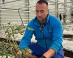 Leguma care nu lipseşte de pe masa românilor de Sărbători. Cultivată în România, chiar şi iarna