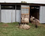 La ce distanță de casa vecinului ai voie să construiești grajdul pentru animale. Puțini proprietari știu