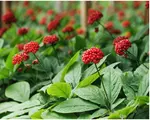 Planta care nu te lasă să îmbătrânești. I se mai spune „aurul gri al tinereții”, un singur kg se vinde cu sute de euro, dar puțini o mai cultivă astăzi