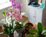 Cu ce să stropești orhideea dacă vrei să facă flori uriașe. Tratamentul natural pe care îl poți prepara acasă și care te ajută ai o plantă sănătoasă