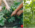 Lângă ce plante trebuie să cultivi castraveții în grădină pentru a obține cea mai bogată recoltă. Doar cei mai experimentați legumicultori știu