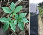 Planta veche de 800 de ani care se vinde cu sute de euro kg. De ce nu vrea nimeni să o cultive