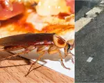 Orașul mare din Europa, vizitat de foarte mulți români, care se confruntă cu o invazie de gândaci. Insectele au ajuns și în terase sau pe pereții caselor