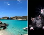Locul din Europa invadat de șobolani. Bijuteria turistică e cunoscută pentru ”Laguna Albastră”, iar românii adoră s-o viziteze