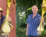Un britanic a crescut usturoiul care a doborât recordul mondial: o căpățână cântărește 1,75 kilograme