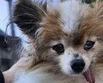 Cel mai bătrân câine din lume intră în Cartea Recordurilor: este sănătos și a fost adoptat la peste 30 de ani
