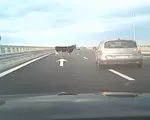 Patru vaci au căzut dintr-un camion pe autostrada A7. Șoferii speriați au sunat la 112