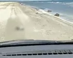 Un șofer a călcat un cormoran cu mașina pe plajă și apoi s-a filmat cum l-a chinuit: „Ce frână? Direct accelerație”