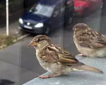Ce înseamnă când o pasăre se așază la geam sau pe balcon: mesajele pe care le aduce în casă