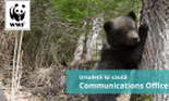 WWF România angajează un purtător de cuvânt pentru ursuleții orfani