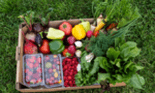 De ce să păstrăm coaja legumelor. Ce rădăcinoase este indicat să se mănânce iarna