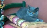Cât de periculoase sunt bolile animalelor pentru tine