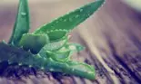 Aloe vera elimină toxinele și îți protejează pielea