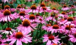 Echinacea, un tratament rapid împotriva răcelii