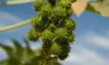 Ricin