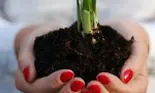 Plantează toamna bulbi ca să ai primăvara flori