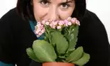 Top 50 plante de apartament
