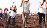 500 de voluntari au plantat la Ploiesti 25.000 de copaci