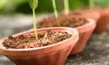 Cultiva-ti singura legumele!