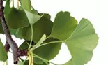 Ginkgo biloba, copacul vietii