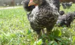 Agricola Bacau face Puiul Fericit, cu certificat de nastere!