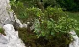 Bonsai si pietre vii – expozitie temporara cu vanzare