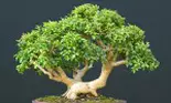 Cum să-ţi faci propriul bonsai