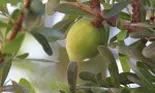 Secretele unei pieli frumoase, dezvaluite de natura (P)