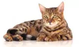 Purina ONE pentru pisici – sanatate vizibila in prezent si viitor (P)
