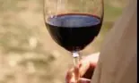 Primul vin Cabernet din plantaţia Aliman
