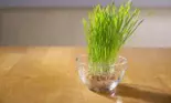 Iarba de grâu, un leac natural foarte bun
