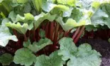 Rubarba, ingredientul bogat în principii nutritive din deserturi