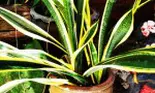 Asigură-ți un somn liniștit: 5 plante care te ajută să dormi