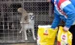 (P) „Ajută animalele din adăposturi să-și găsească o familie!', o campanie de ajutorare a animalelor din adăposturi demarată de Mars Romania,  pentru al cincilea an consecutiv