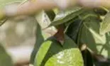 Cum se face cultivarea fructului de avocado acasă